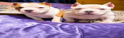 American Bully dogs for stud: T-Rex - Ad 19