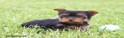 Yorkshire Terrier dogs for sale: Owen - Ad 5
