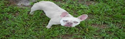 French Bulldog dogs for sale: French Bulldog 1 - Ad 7