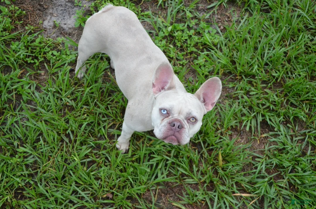 French Bulldog dogs for sale: French Bulldog 1 - Ad 7
