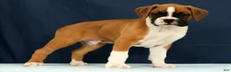 Boxer dogs for sale: Larry - Ad 3