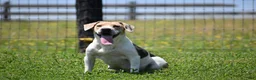 Beabull dogs for sale: Hunter - Ad 16