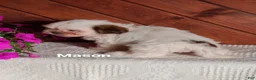 Shih Tzu dogs for sale: Mason - Ad 4