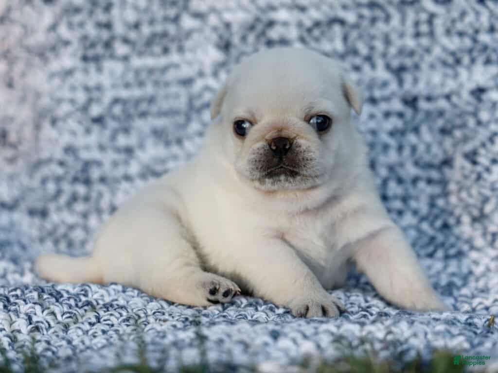Pug Puppies for sale in Kentucky Lancaster Puppies