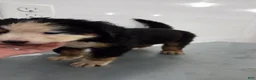Bernese Mountain Dog dogs for sale: Bernese Mountain Dog Puppy 5 - Ad 3