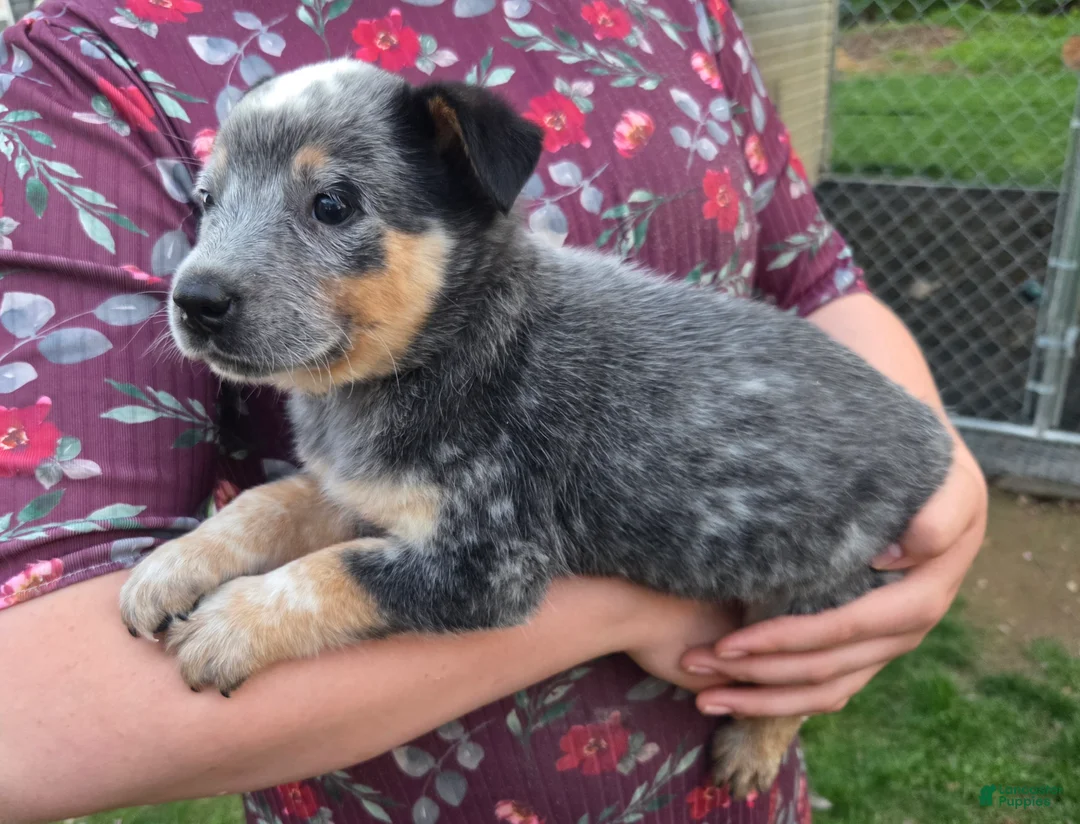 Australian Cattle Dog dogs for sale: Jasper - Ad 2