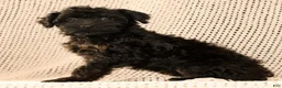 Yorkiepoo dogs for sale: Zara - Ad 4