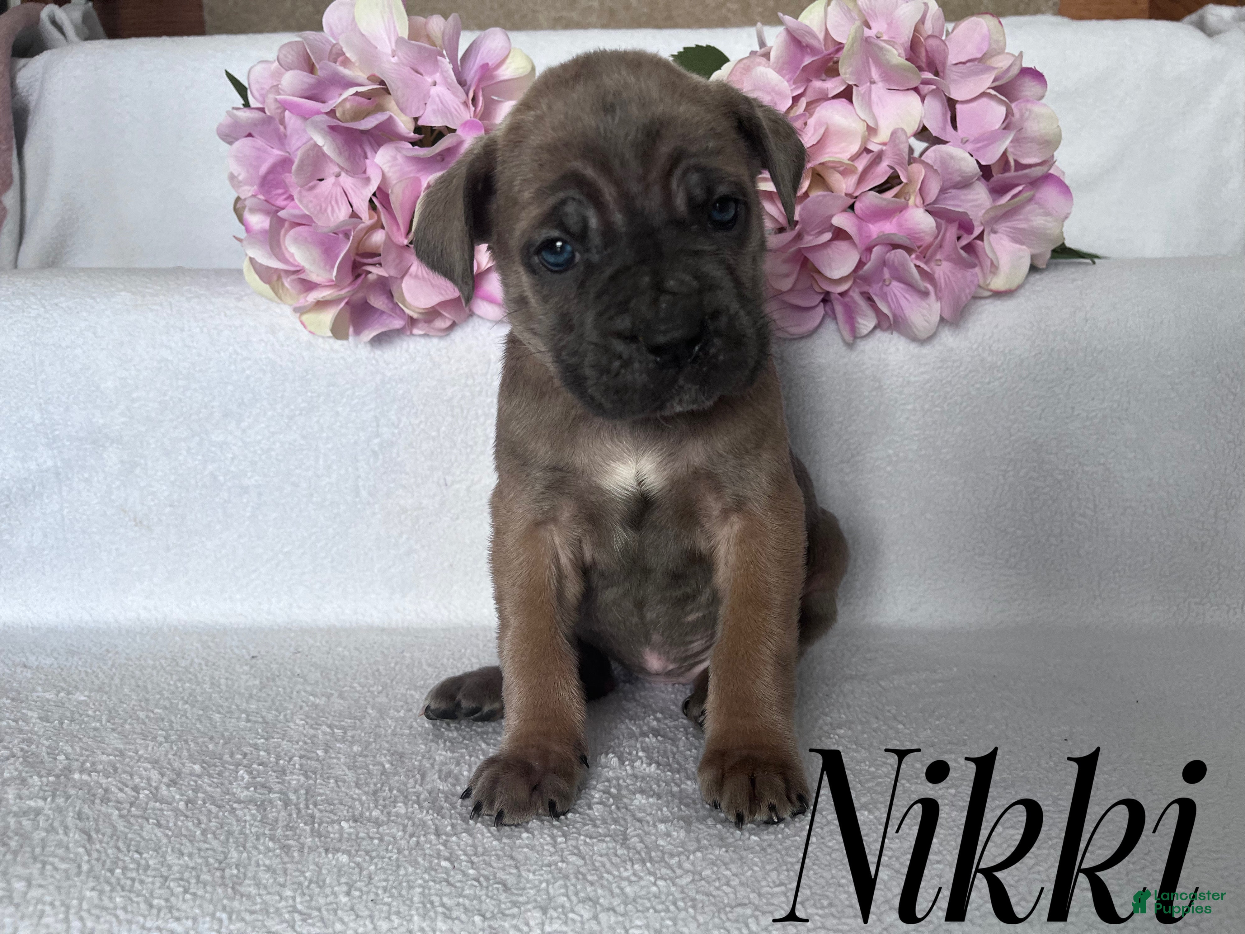 Cane Corso dogs Nikki - Ad 2