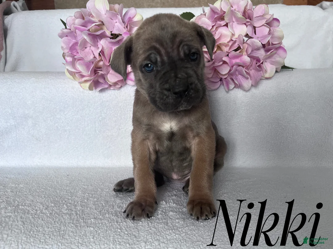 Cane Corso dogs for sale: Nikki - Ad 81