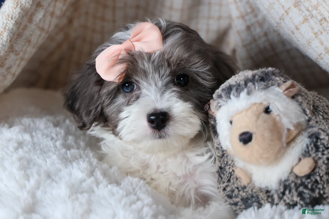 Havapoo dogs for sale: FIONA - Ad 2