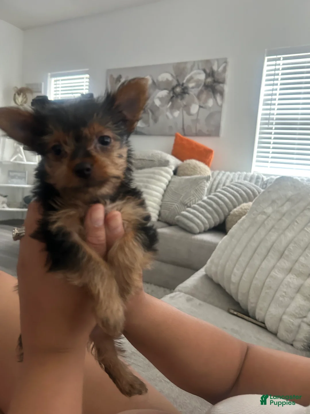 Yorkshire Terrier dogs for sale: Yorkshire Terrier 2 - Ad 1