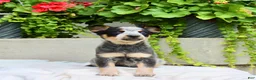 Australian Cattle Dog dogs for sale: Callie - Ad 1