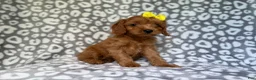 Cavapoo dogs for sale: Molly - Ad 2