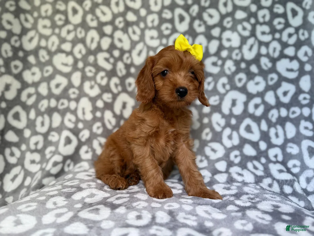 Cavapoo dogs for sale: Molly - Ad 2