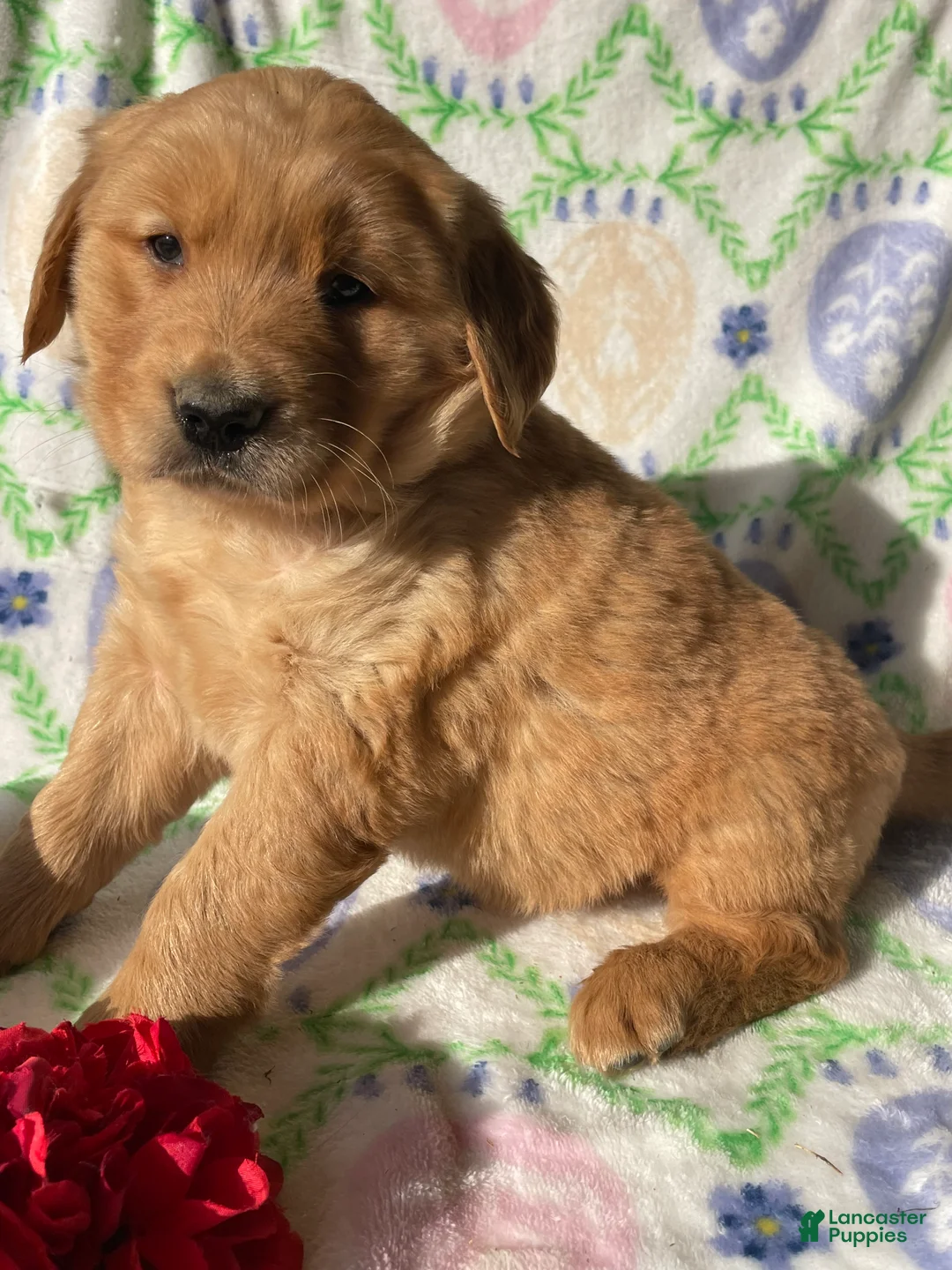 Golden Retriever dogs for sale: Copper - Ad 4
