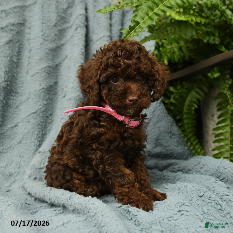 Toy Poodle dogs Lilly - Ad 1