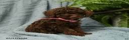 Toy Poodle dogs for sale: Lilly - Ad 1