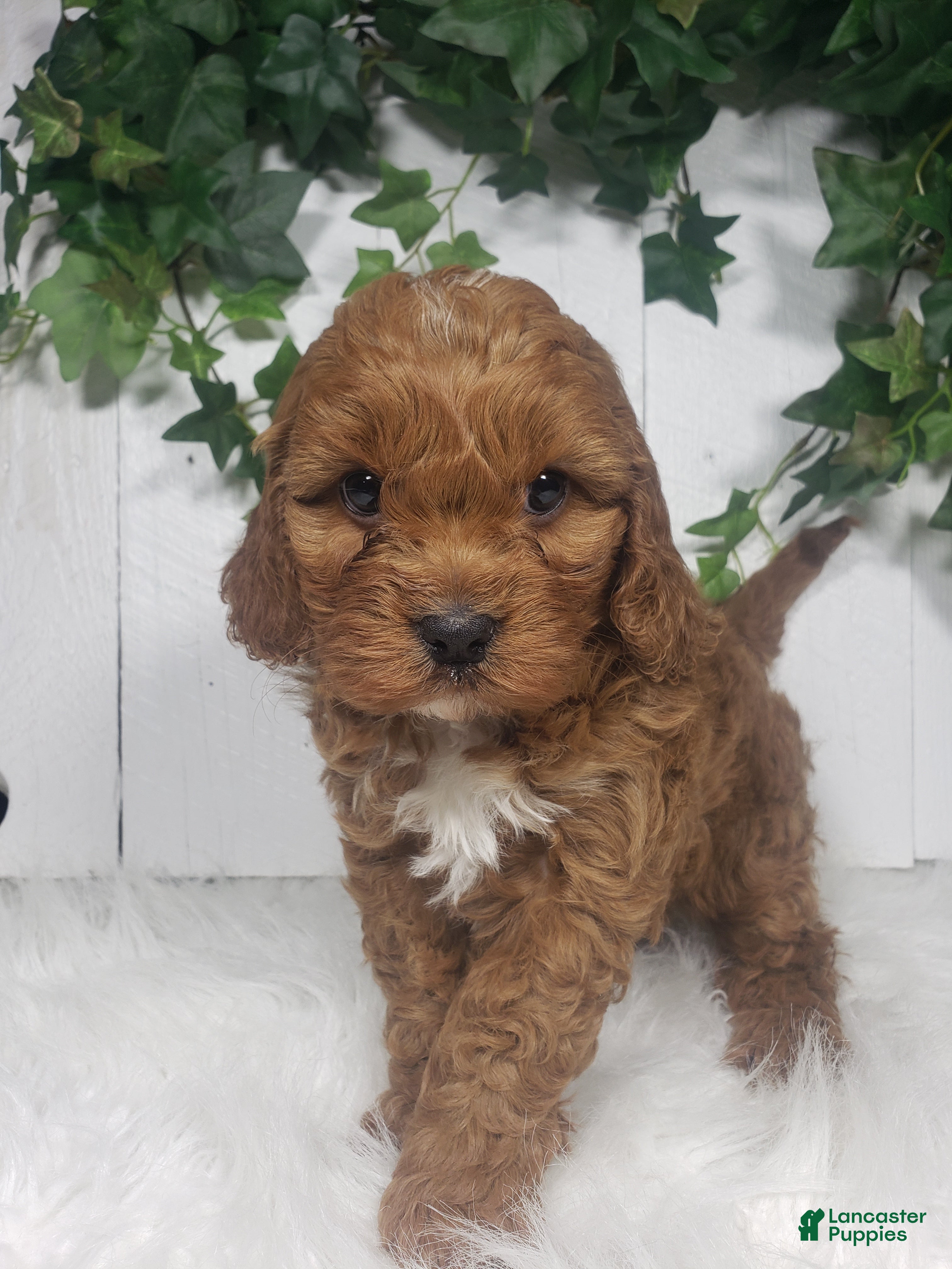 Cavapoo dogs Parker  - Ad 1
