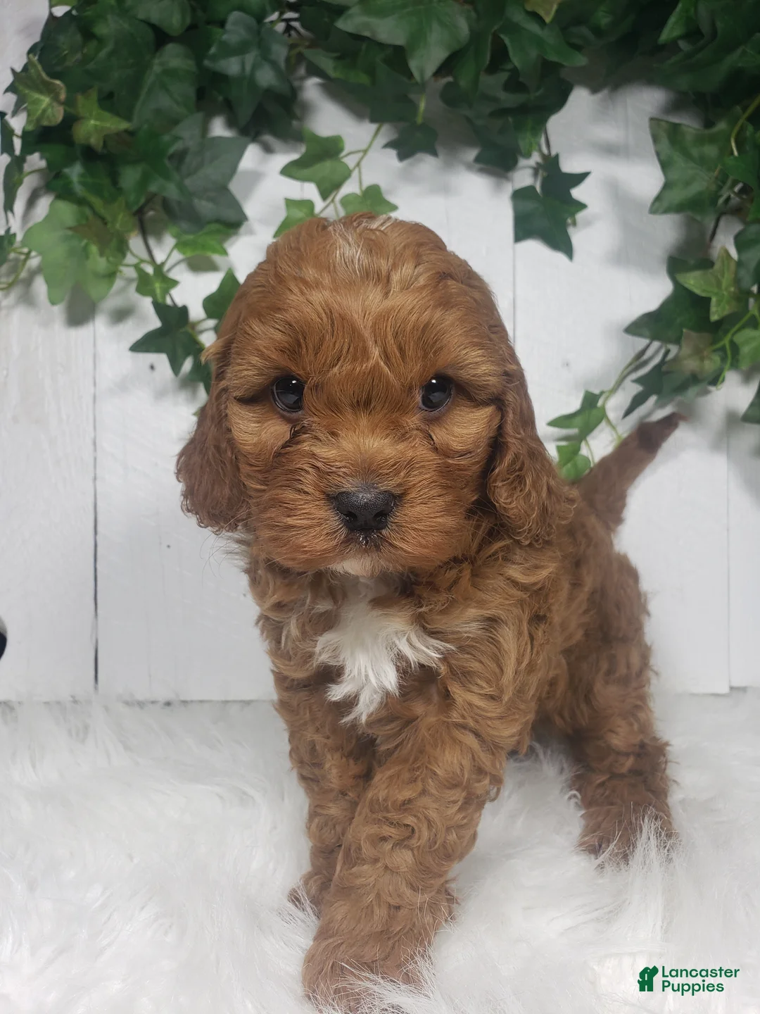 Cavapoo dogs for sale: Parker  - Ad 1