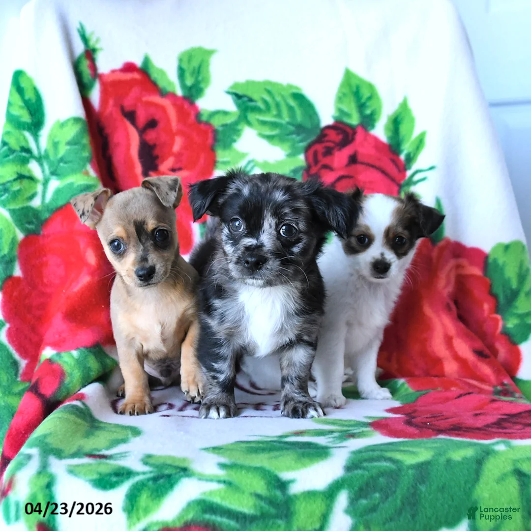 Chihuahua dogs for sale: Cinnamon - Ad 5