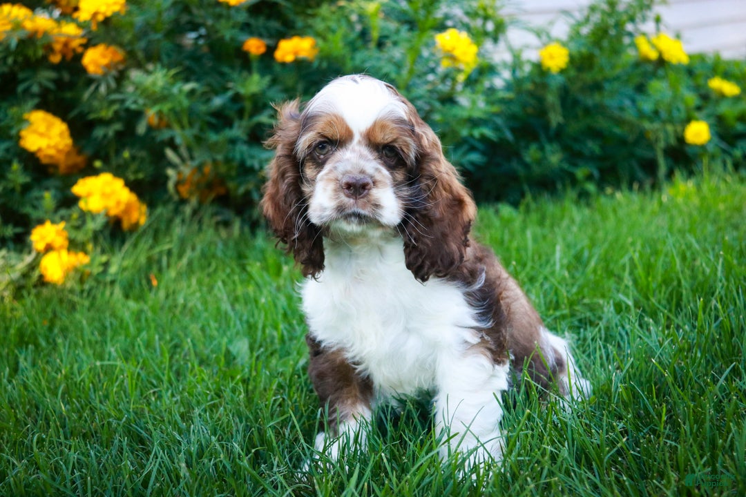 Cocker Spaniel dogs for sale: Badger - Ad 5