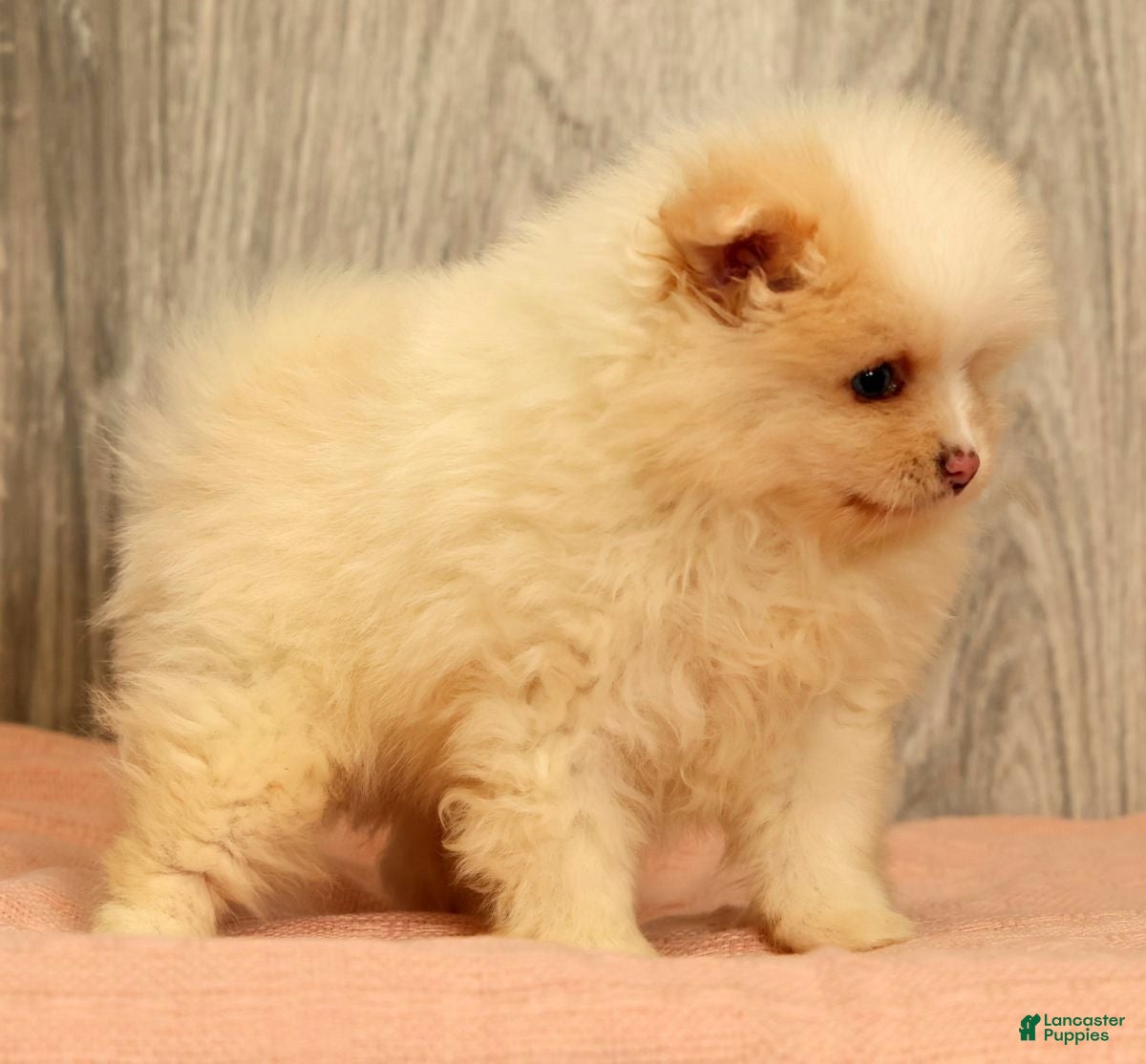 Pomeranian dogs for sale: Petunia - Ad 3