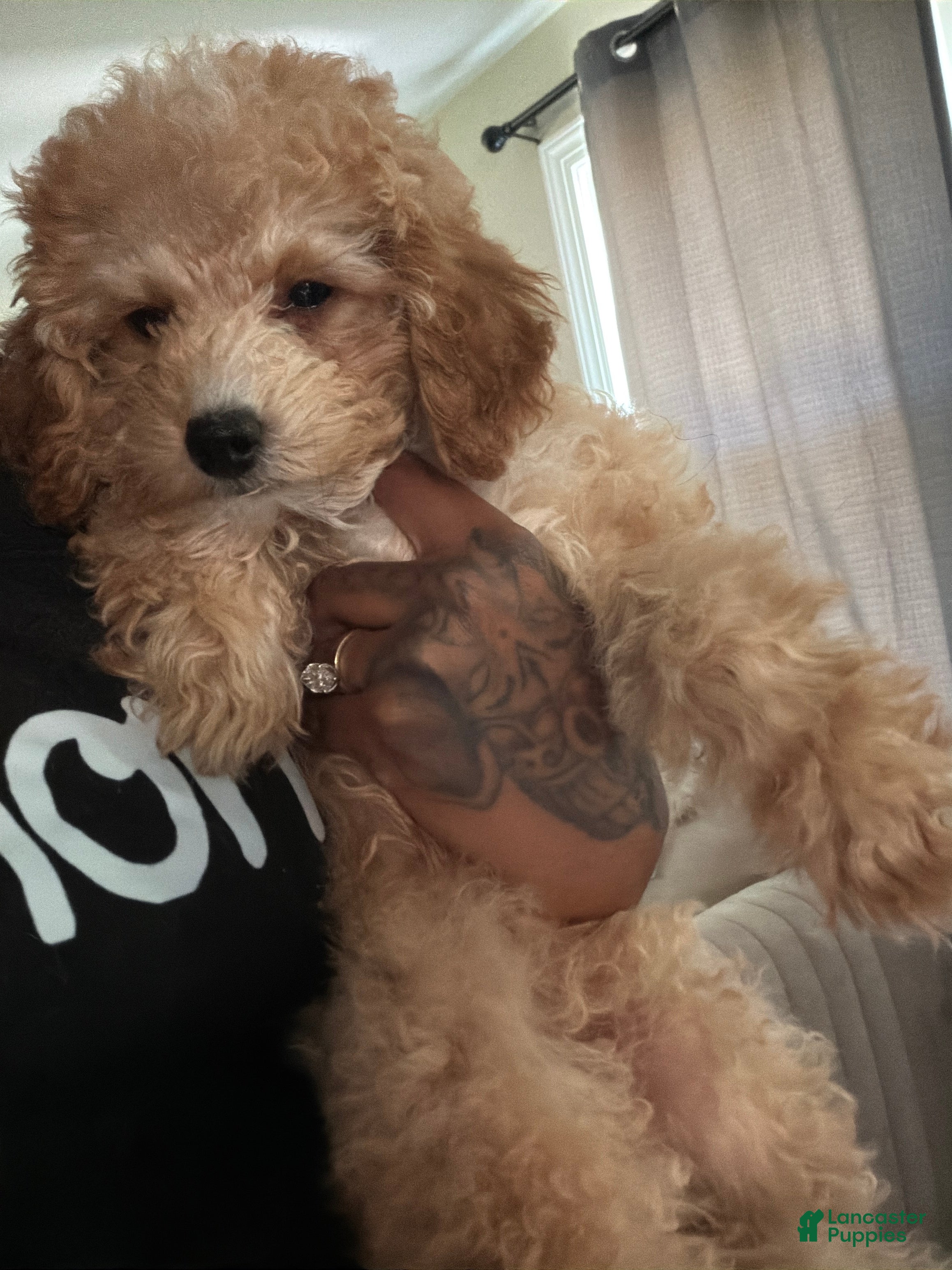 Miniature Poodle dogs Miniature Poodle 1 - Ad 2