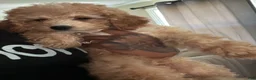 Miniature Poodle dogs for sale: Miniature Poodle 1 - Ad 2