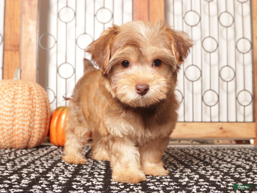 Yorkiepoo dogs for sale: Guppy Make Yorkiepoo Puppy - Ad 4