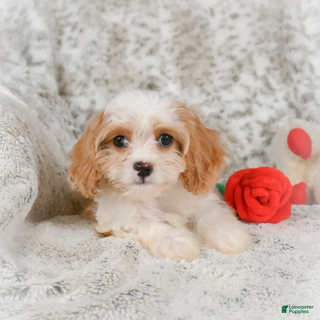 Havanese dogs for sale: Hazel - Ad 3