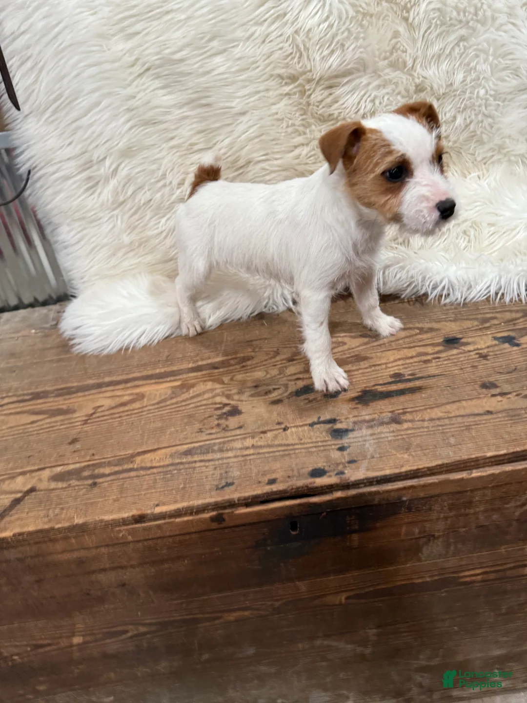 Jack Russell Terrier dogs for sale: Jrtca Genevive - Ad 2