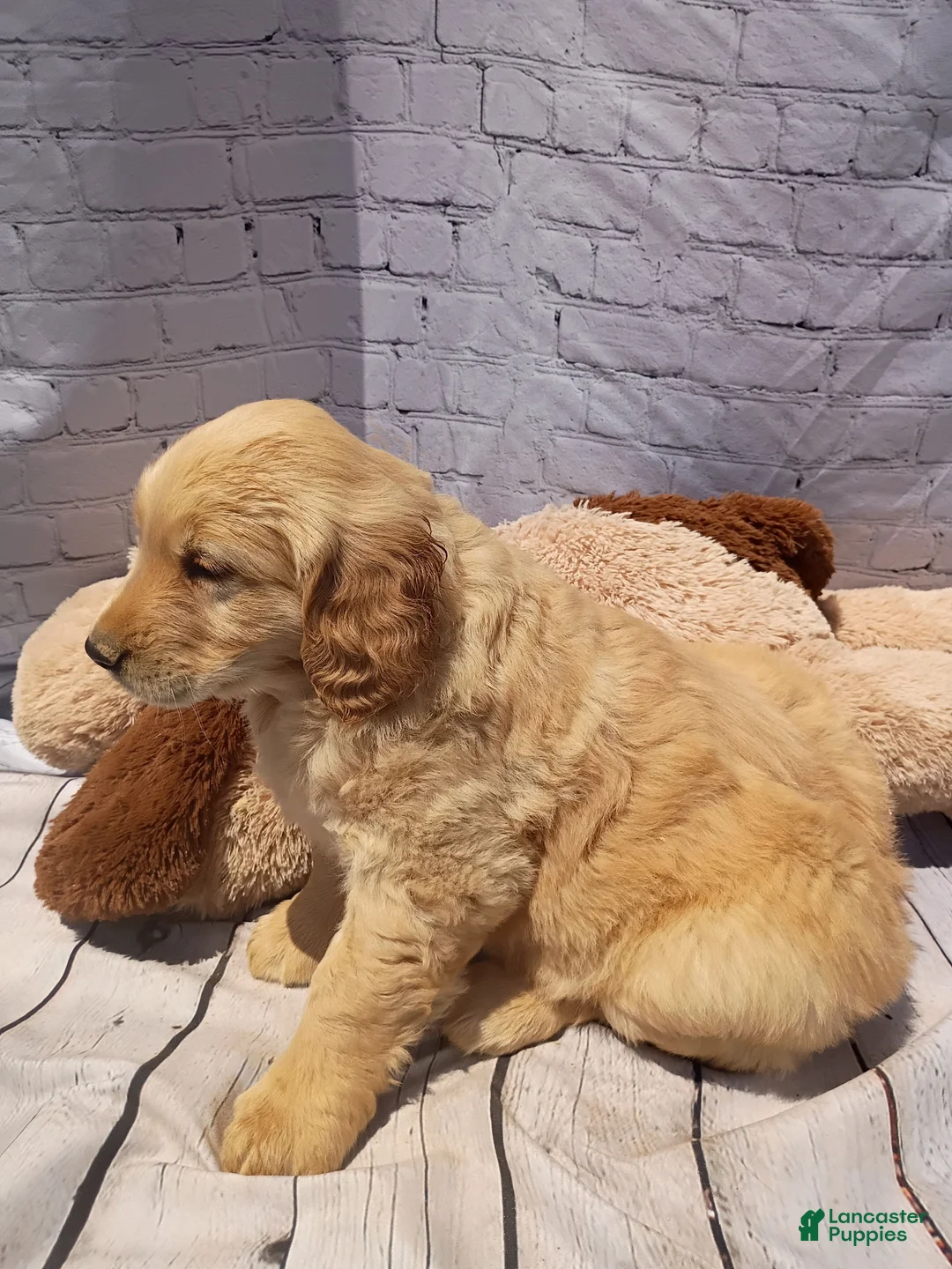 Golden Retriever dogs for sale: Brice - Ad 2