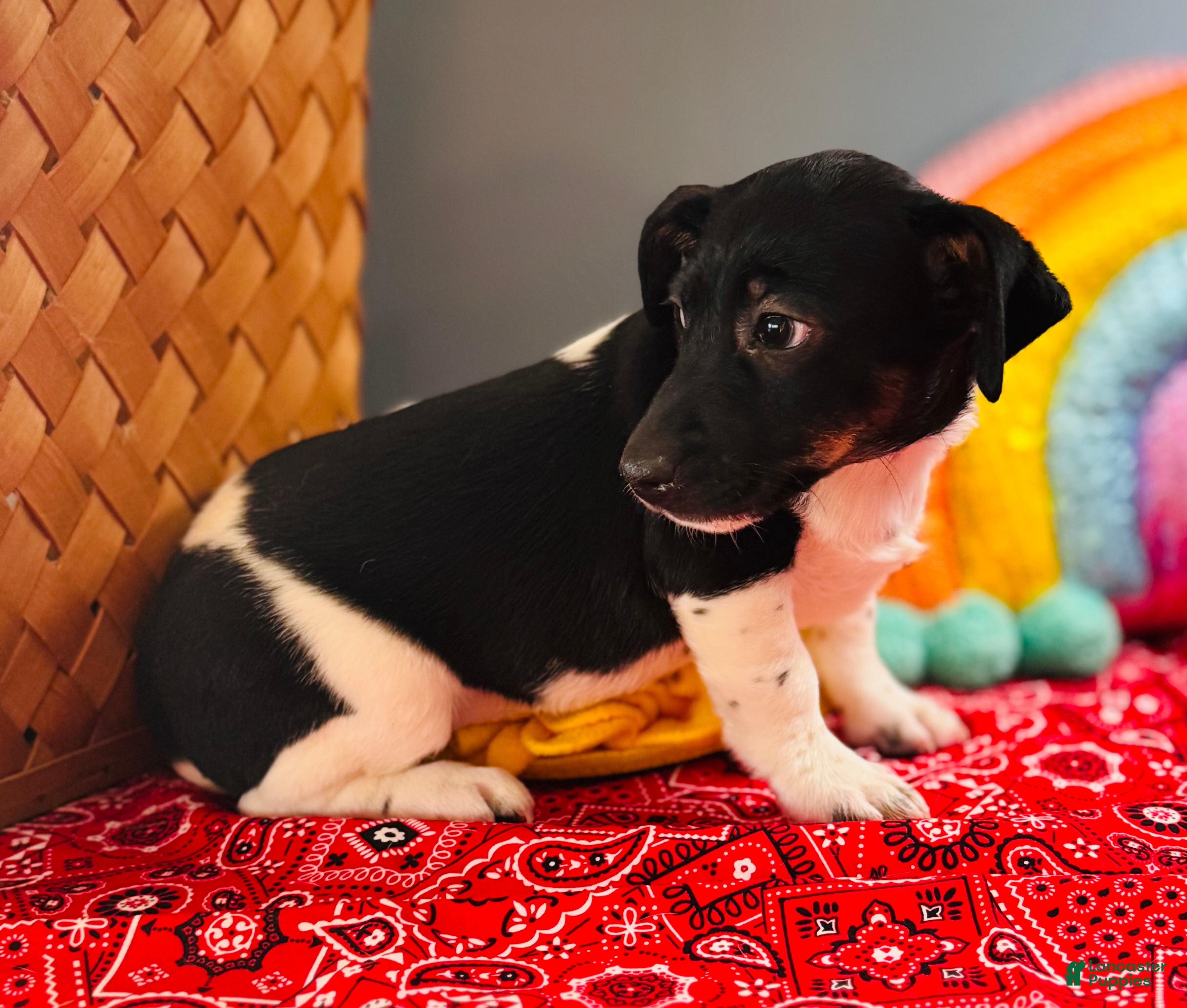 Jack Russell Terrier dogs Travis  - Ad 30