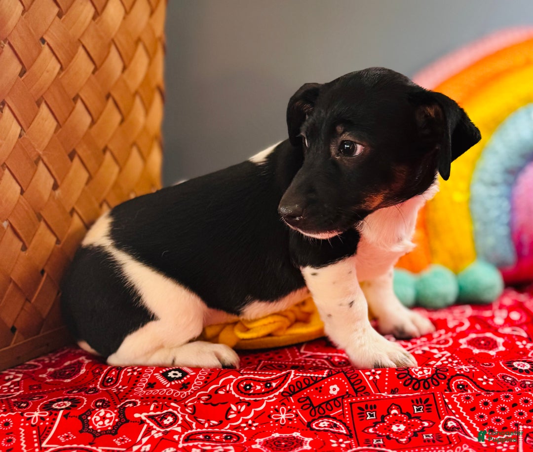 Jack Russell Terrier dogs for sale: Travis  - Ad 1