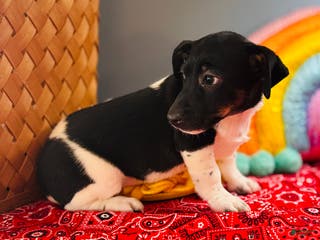 Jack Russell Terrier dogs Travis - Ad 35