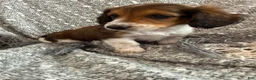 Miniature Dachshund dogs for sale: Dream - Ad 8