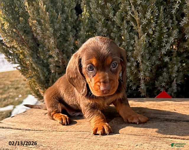 Miniature Dachshund dogs Max - Ad 10