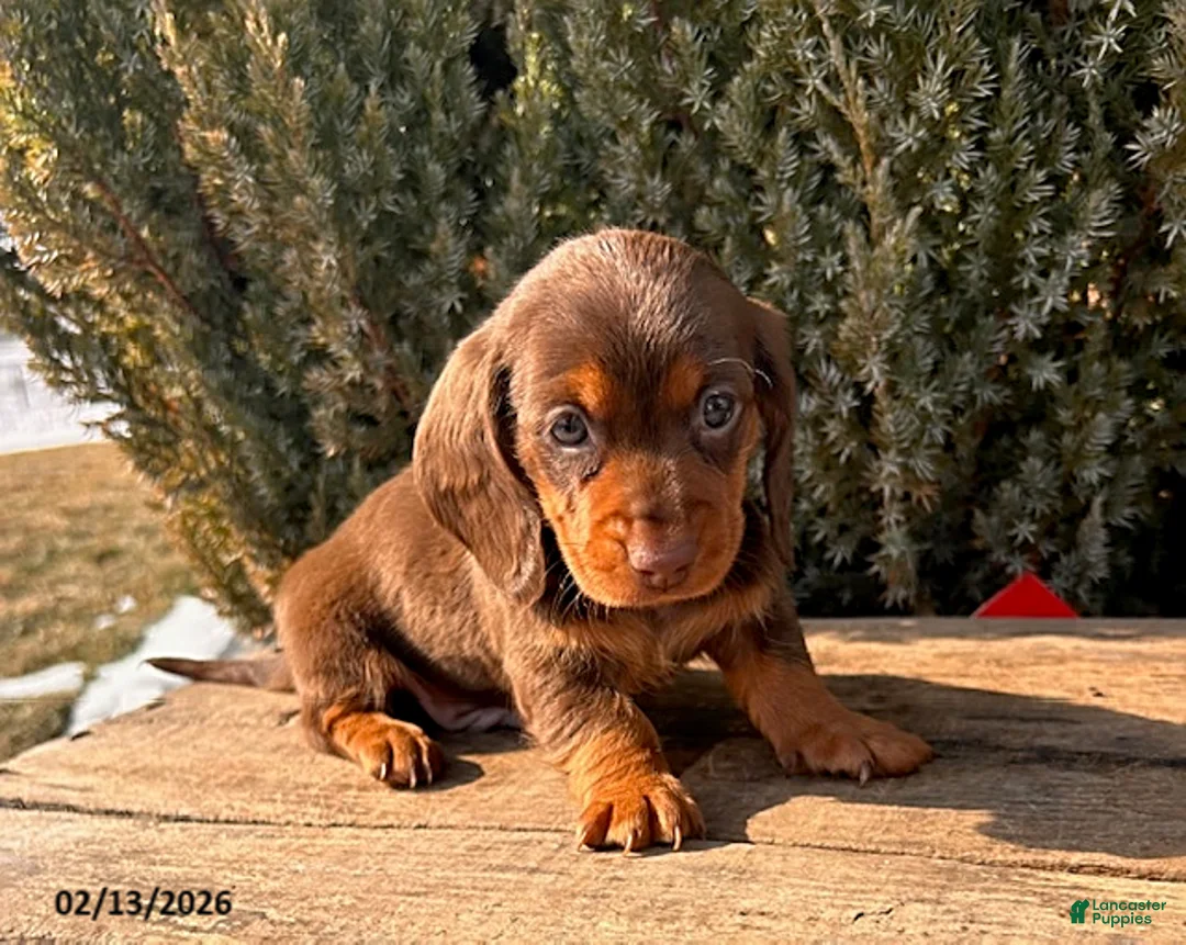 Miniature Dachshund dogs for sale: Max - Ad 1