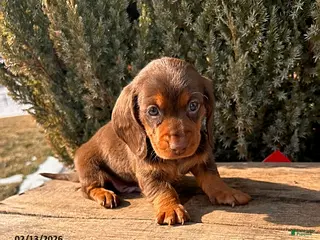Miniature Dachshund dogs Max - Ad 10