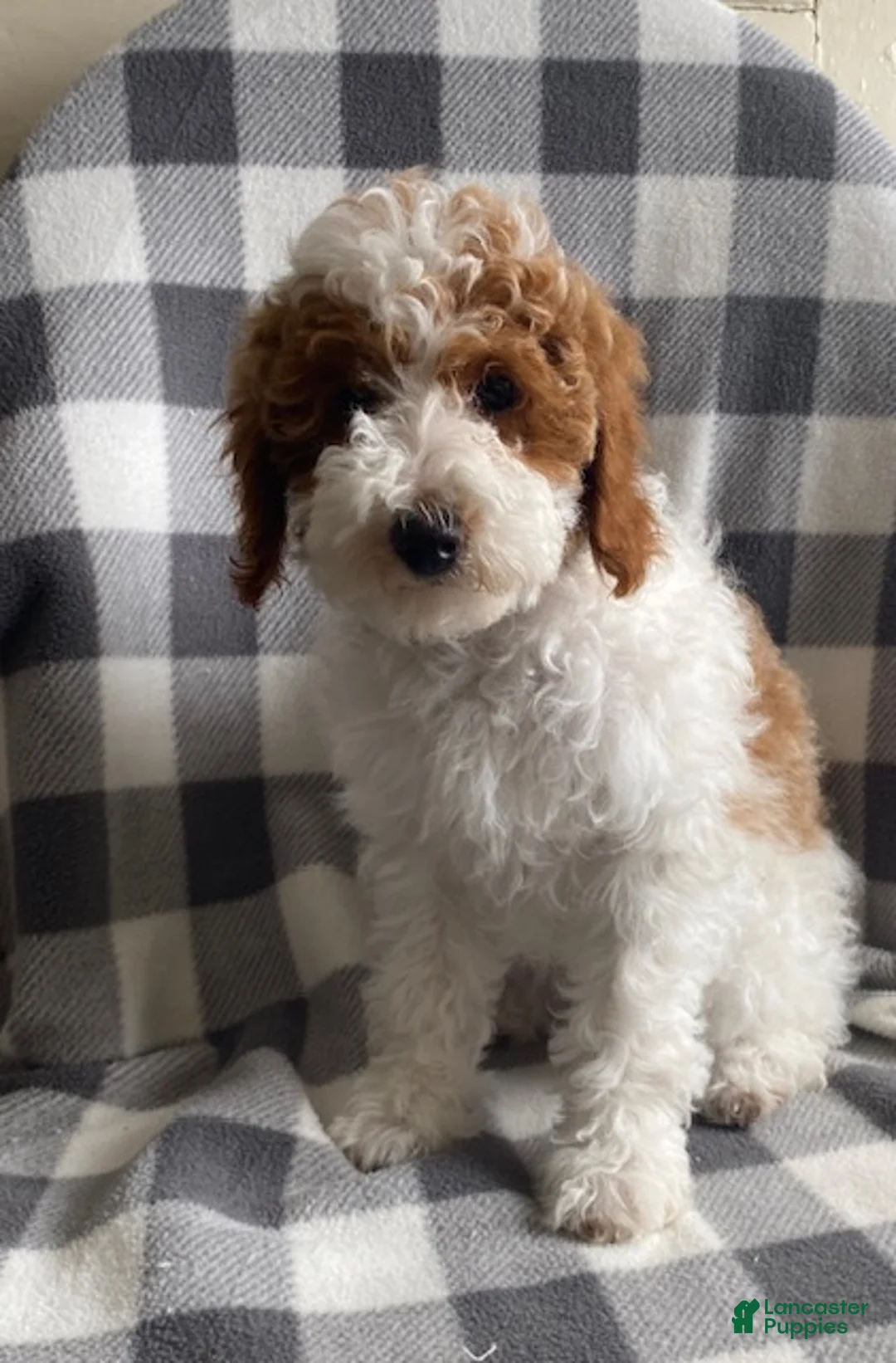 Miniature Poodle dogs for sale: Buttons - Ad 1