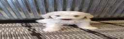 Mini Goldendoodle dogs for sale: Jasper  - Ad 3