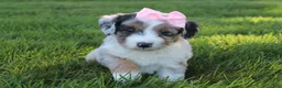 Mini Aussiedoodle dogs for sale: Kali 🎀 - Ad 8