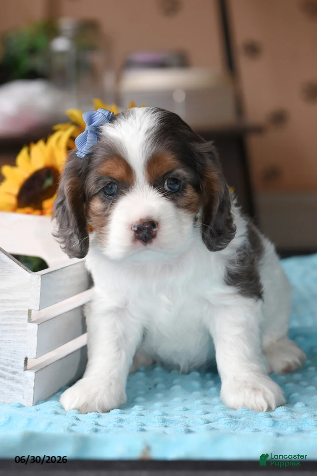Cocker Spaniel dogs for sale: Diamond - Ad 1