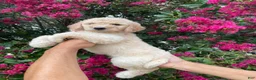Goldendoodle dogs for sale: Lily - Ad 8