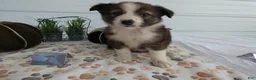 Mixed Breed dogs for sale: Mixed Breed 7 Bella - Ad 4