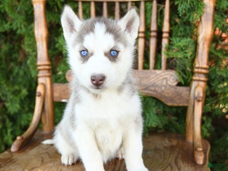 Siberian Husky dogs - Ad 20