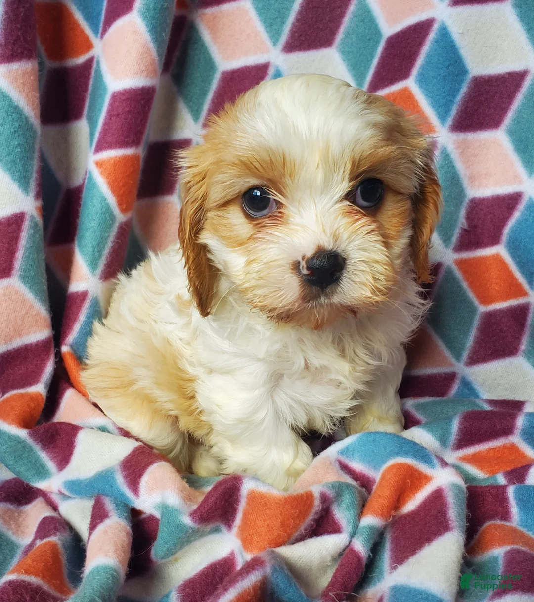 Cavachon dogs for sale: Lucy  - Ad 1
