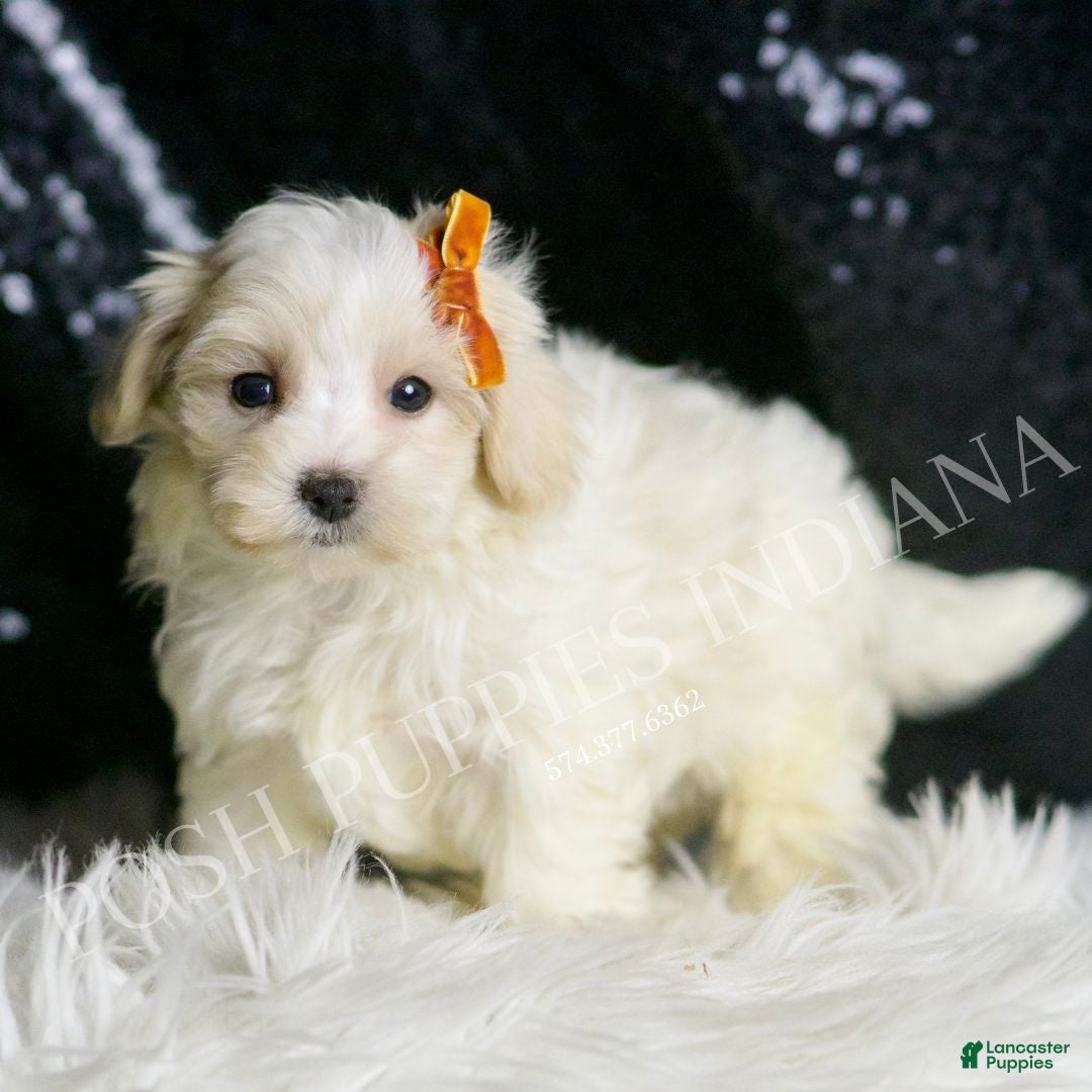 Maltipoo dogs for sale: Mr. Snow - Ad 6