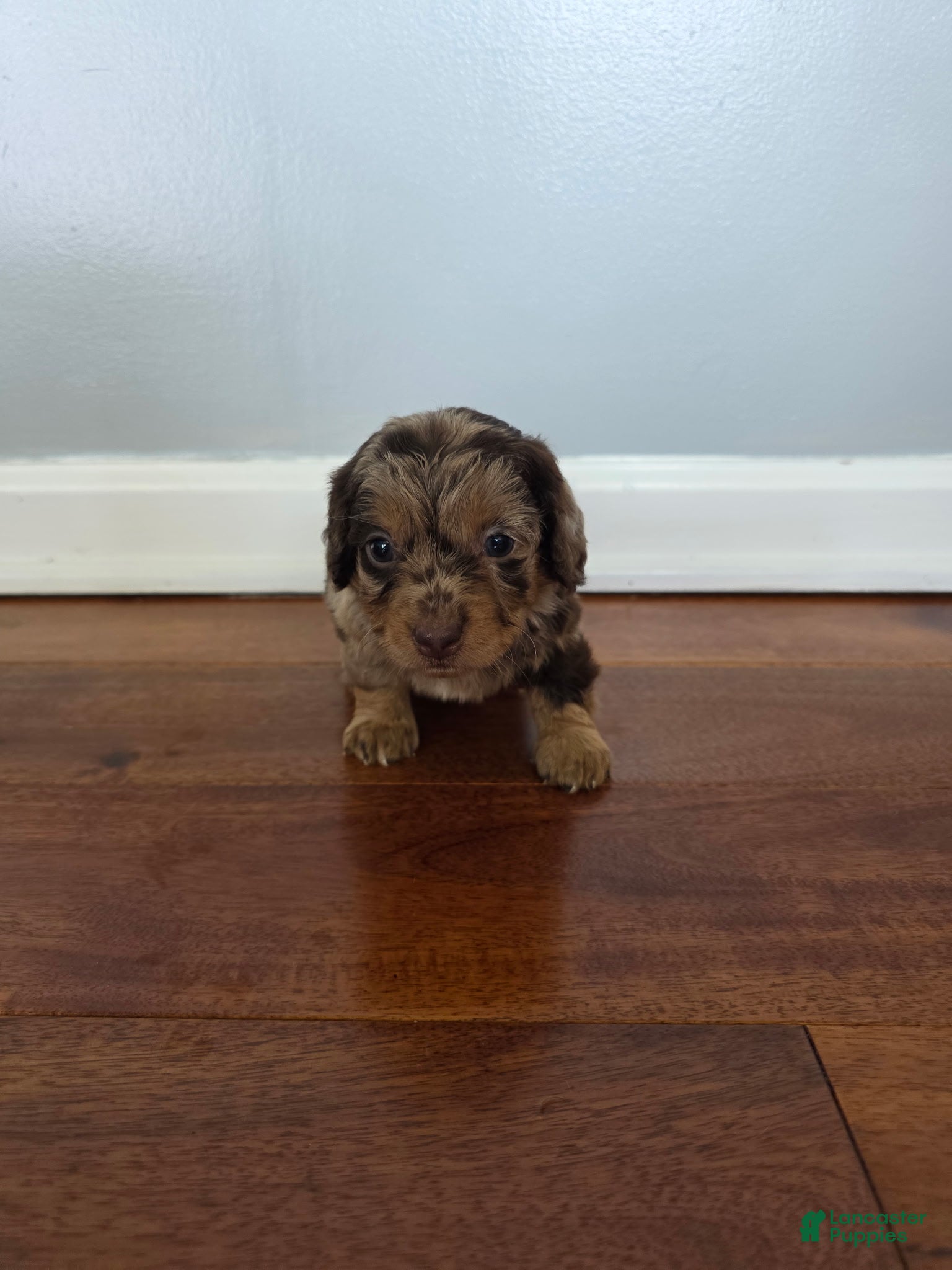 Miniature Dachshund dogs Kevin  - Ad 21