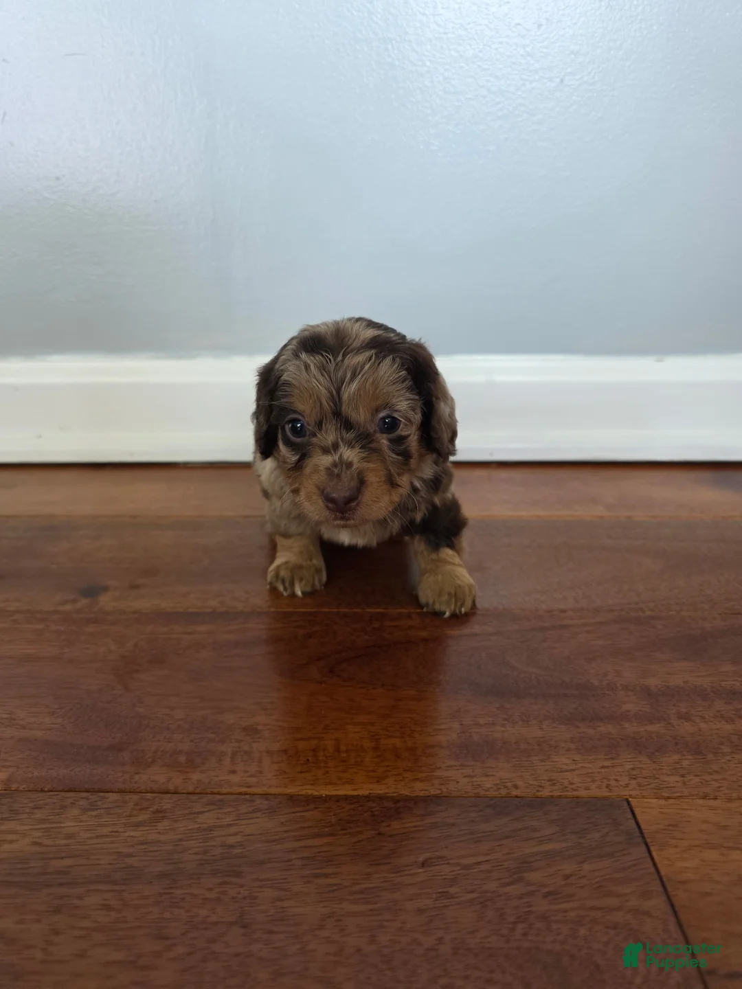Miniature Dachshund dogs for sale: Kevin  - Ad 1